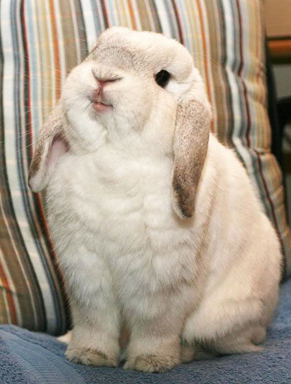 Smug-bunny-l